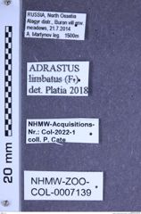 Etiketten zu Adrastus limbatus (Fabricius, 1776) (NHMW-ZOO-COL-0007139)